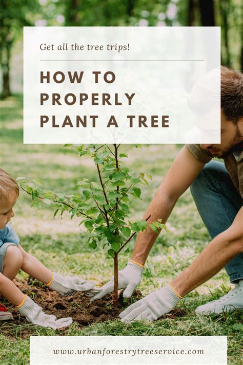 Quick Article On How To Properly Plant A Tree Did You Know That You Should Take Off Some Of The