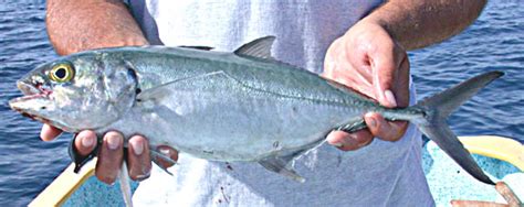 Green Jack Fish Pictures And Species Identification