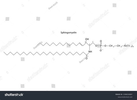 Diagram Showing Schematic Molecular Structure Sphingomyelin Stock Vector Royalty Free