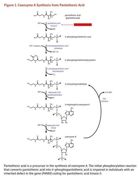 ויטמין Vitamin B5 ויקירפואה