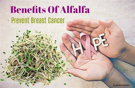 Health Beauty Benefits Of Alfalfa Sprouts