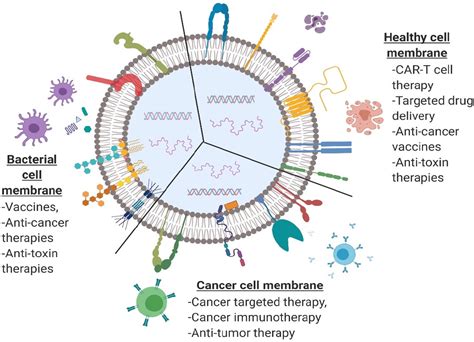 Cell Mediated And Cell Membrane Coated Nanoparticles For Drug Delivery And Cancer Therapy