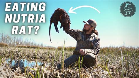 Hunting And Eating Invasive Nutria Rats Are Nutrias Good To Eat