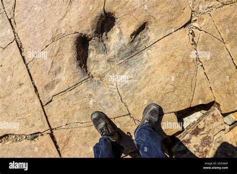 Footprint Of A Hadrosaur Duckbill A Fossilized Dinosaur On Flagstone