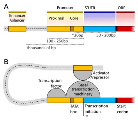 44 Genomes Threshold Concepts In Biochemistry