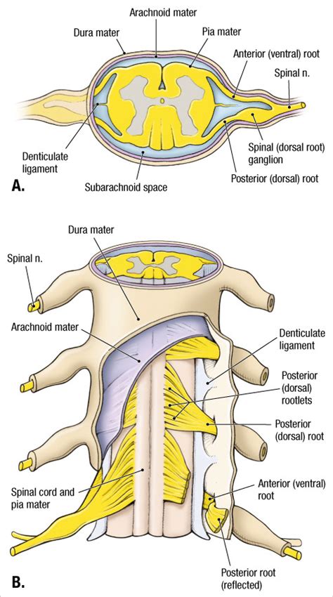 A Axial Section Of Spinal Cord And B Relationships Of The Meninges To