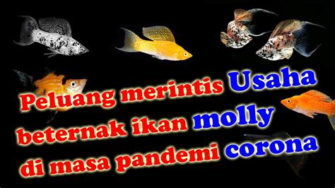 Peluang Usaha Beternak Ikan Molly Dan Livebearer Yang Sangat