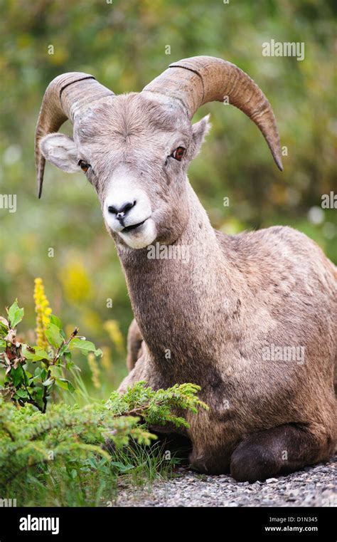 Ovis canadensis hi-res stock photography and images - Alamy