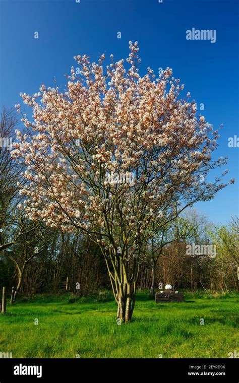 Multi Stemmed Trees Hi Res Stock Photography And Images Alamy