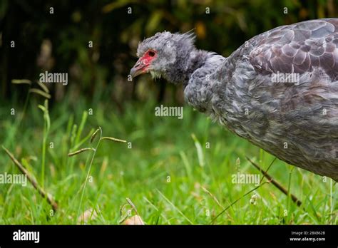 Endangered Animals in the Zoo Stock Photo - Alamy