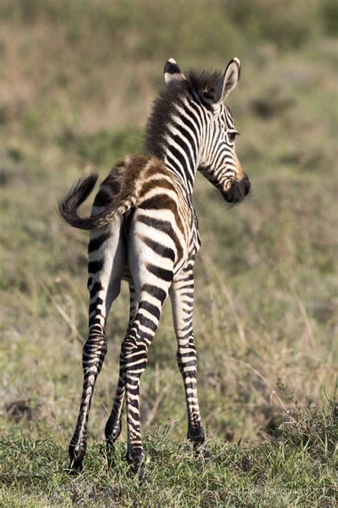 Jeff Cable's Blog: Our African Safari - Day Two (Zebras, Lions, and more)