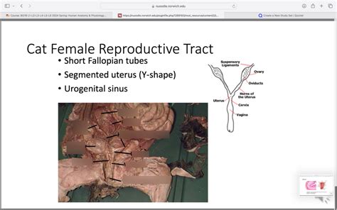 Cat Female Reproductive Tract Diagram Quizlet