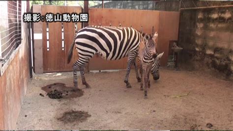 ツヨシのゴー！go！動物園 Vol 49 グラントシマウマ Youtube