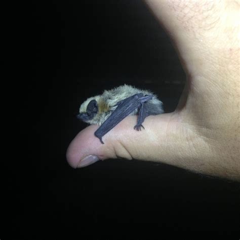 The Canyon Bat is the smallest species of bat found in the United States. : r/BatFacts