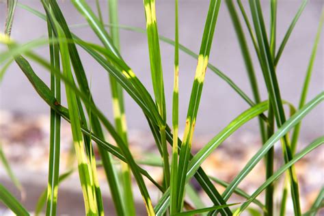 How To Grow And Care For Zebra Grass