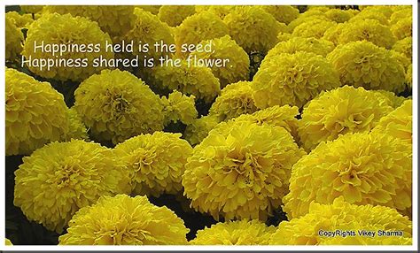 Quotes About Yellow Flowers. QuotesGram