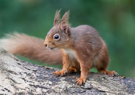 Red Squirrels Continue To Thrive But Arent Out Of The Woods Yet