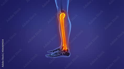 Anatomy of the human leg Stock Illustration | Adobe Stock