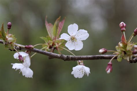 Wild Cherry Friends Of Northaw Great Wood