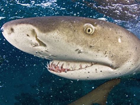 Requins Le Squale En Danger Sciences Et Avenir