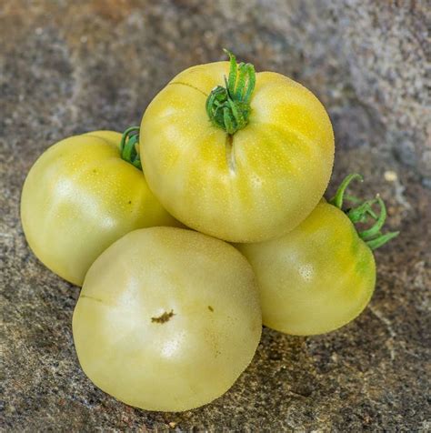 Tomatenおしゃれまとめの人気アイデアPinterestTom Ato