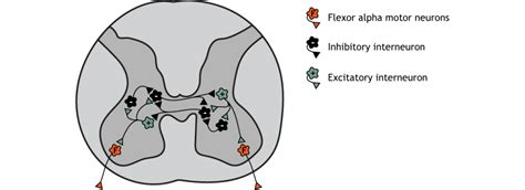 Central Pattern Generators Introduction To Neuroscience