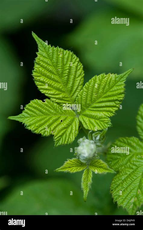 shrubby blackberry (Rubus fruticosus), leaves, Germany Stock Photo - Alamy