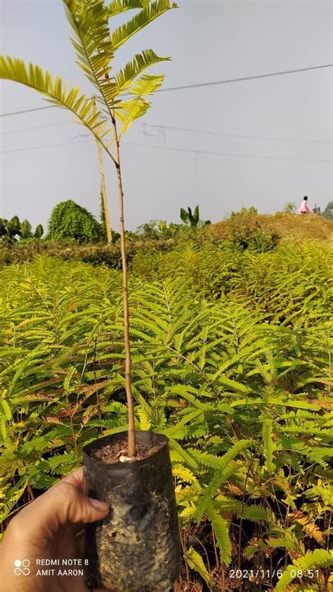 Full Sun Exposure Green Amla Tree Plant For Fruits At Rs In Habra