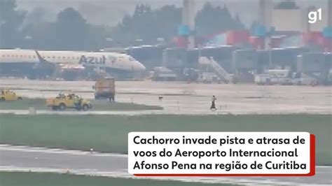 VÍDEO cachorro invade pista e atrasa voos no Aeroporto Internacional