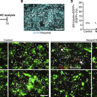 Overexpression Of NEUROD1 Resulted In Minimal Neuronal Differentiation