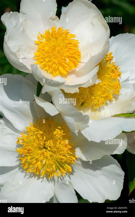 White flowers with yellow center fotografías e imágenes de alta