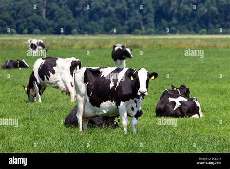 Vacas blanco y negro en un cultivo Fotografía de stock Alamy