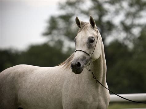 Beautiful White Arabian Horses