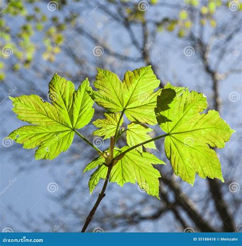 Bladeren Bij Een Tak Van De Boom Stock Foto Image Of Mooi Dauw