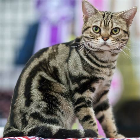 10 Best Cat Breeds for Apartment Living