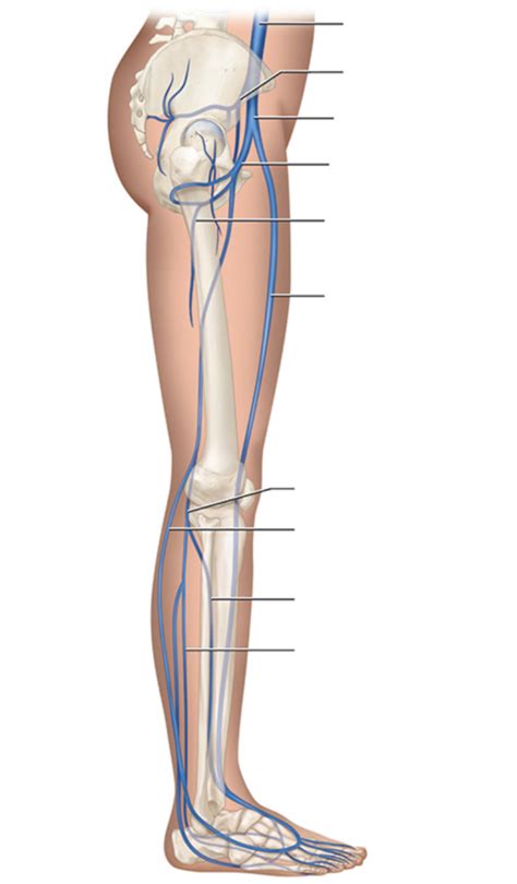 pelvis & lower extremities veins Diagram | Quizlet