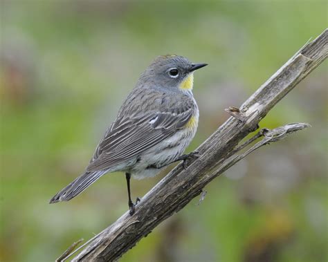 Female Yellow Rumped Warbler Bird Photo Female Yellow