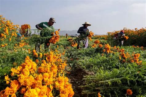 Curious about cempasúchil, the iconic Day of the Dead flower?