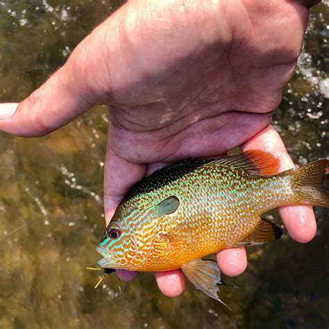 Fly Fishing For Longear Sunfish River King Fishing