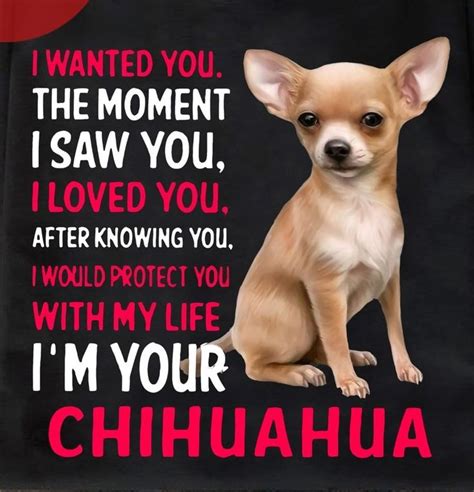 Pin on animals | Chihuahua quotes, Chihuahua love, Chihuahua funny