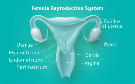 Repromed Understanding Your Fertility