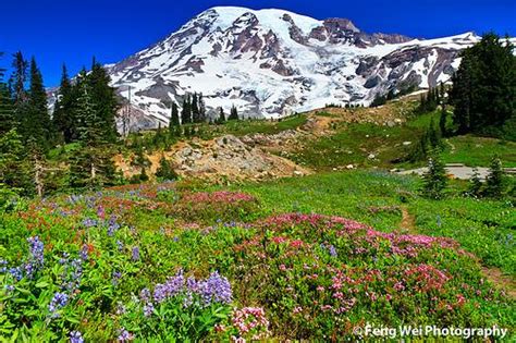 🔥 40 Mount Rainier Meadow Flowers Wallpapers Wallpapersafari