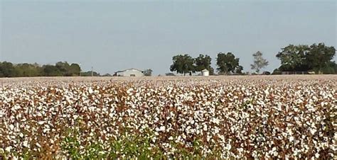 Georgia cotton field. My photo. Memories. . . . Cotton Fields, Photo ...