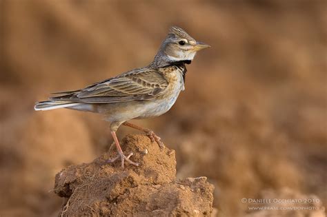 Calandra Lark Melanocorypha Calandra Ssp Hebraica Photo Daniele