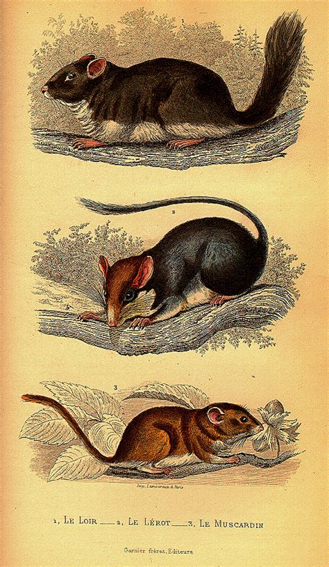 Contexts -- Science -- Biology -- Zoology