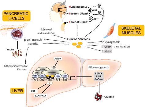 Glucocorticoid Hormones And Energy Homeostasis Semantic Scholar