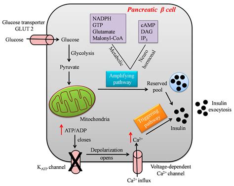 Ijms Free Full Text Mitochondrial Dynamics And Insulin Secretion