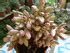 Crassula Nudicaulis Seeds Naked Stalked Crassula Plant Seeds