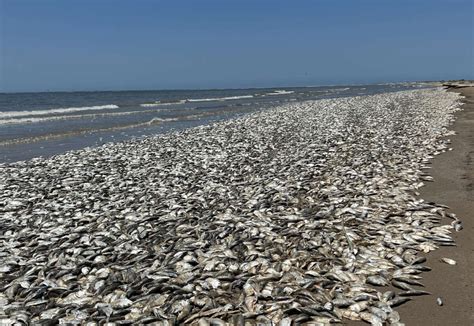 Dead Fish Flesh Eating Bacteria At The Beach Are Warnings From A