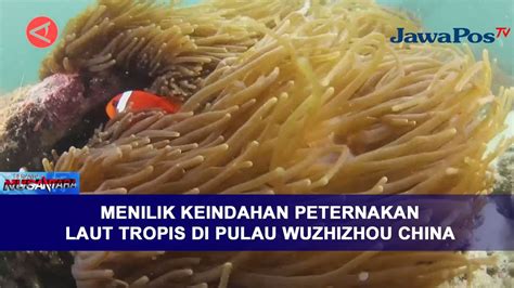 Menilik Keindahan Peternakan Laut Tropis Di Pulau Wuzhizhou China